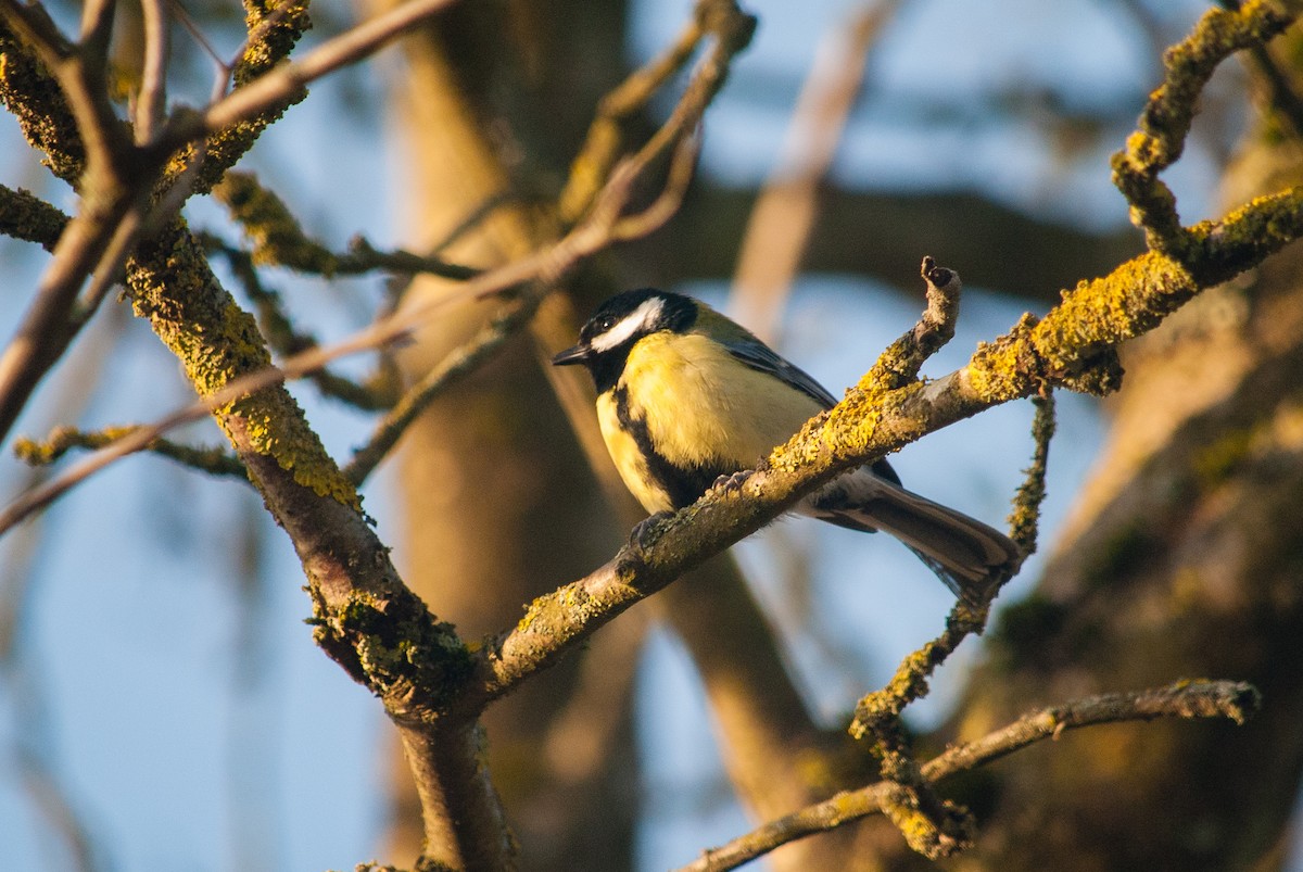 Great Tit - ML631497534