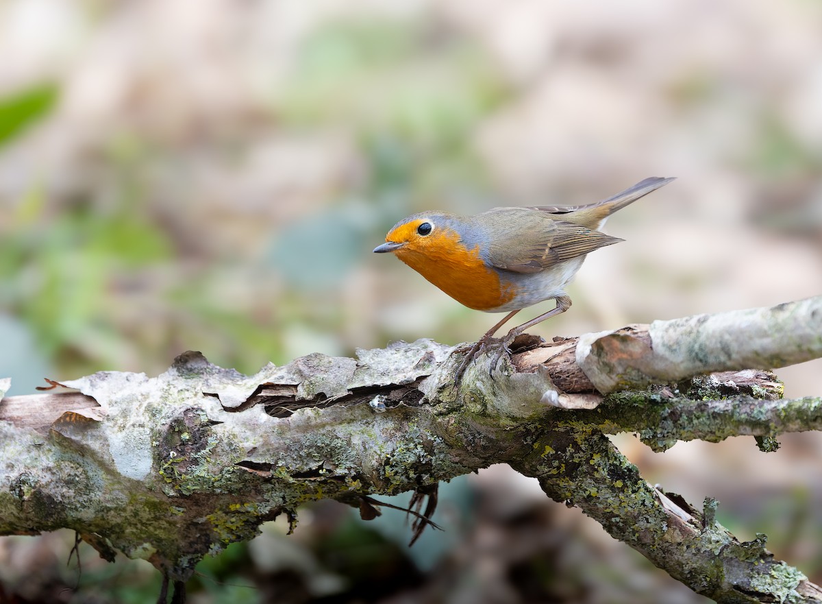 European Robin - ML631497535
