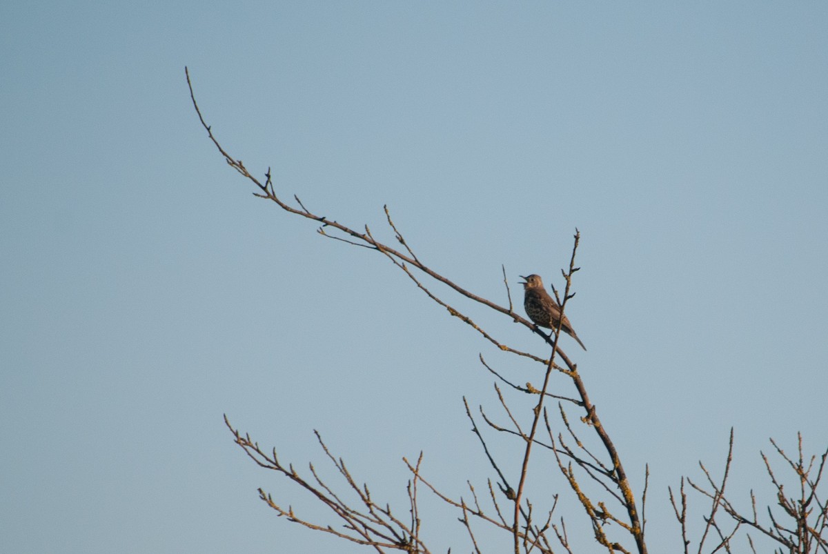 Mistle Thrush - ML631497540