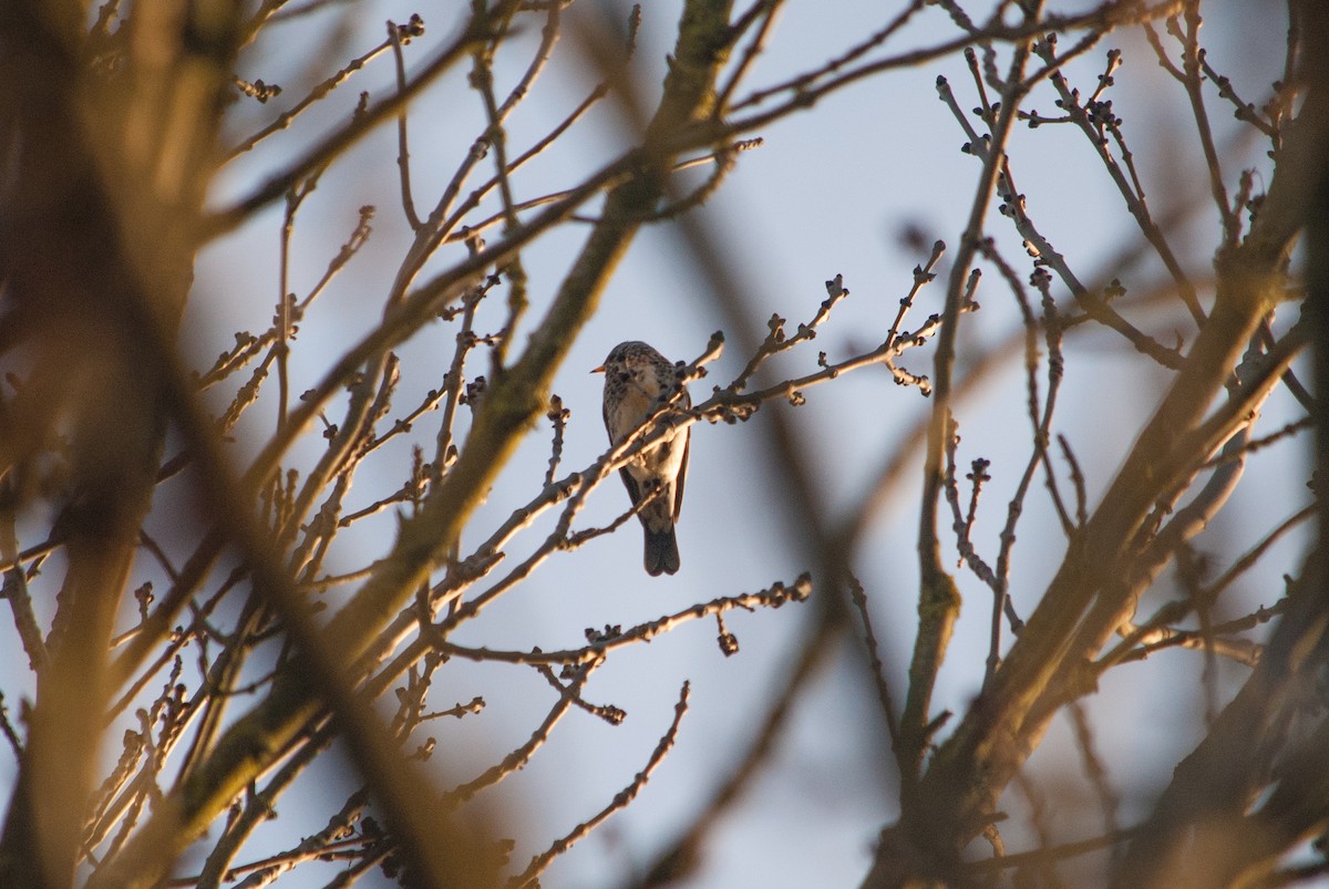 Fieldfare - ML631497551