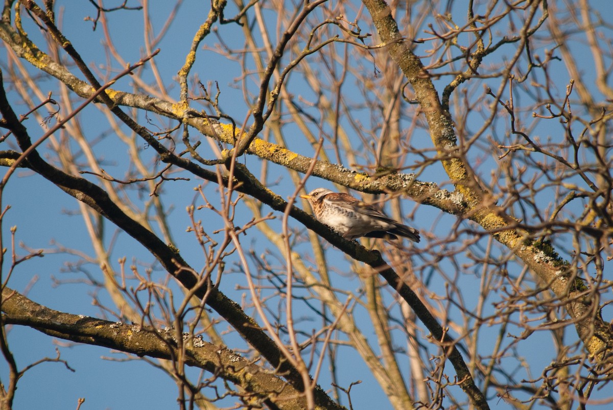 Fieldfare - ML631497552