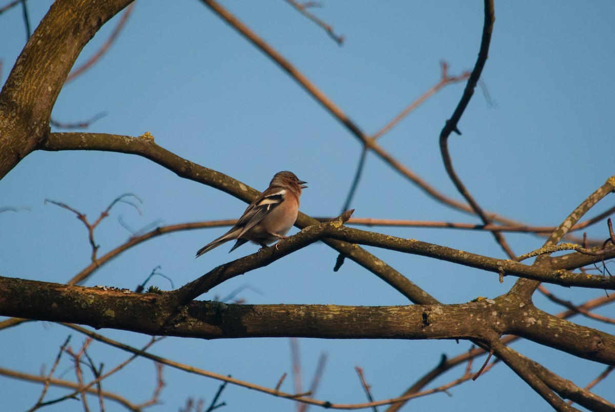 Common Chaffinch - ML631497576