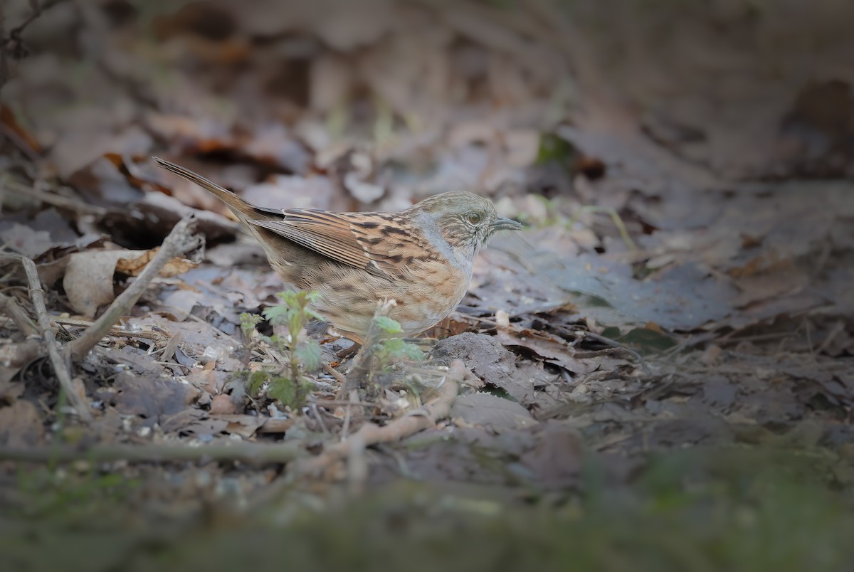 Dunnock - ML631497578