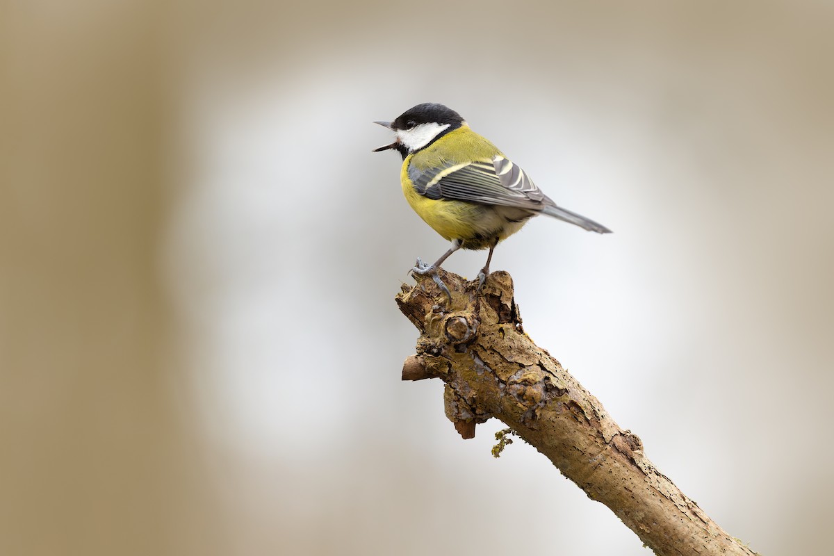 Great Tit - ML631497621