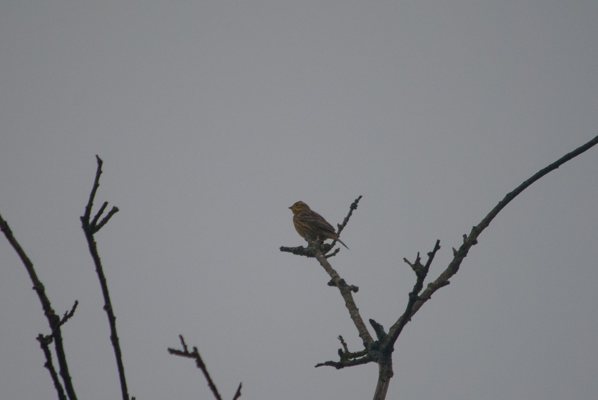 Yellowhammer - ML631497627