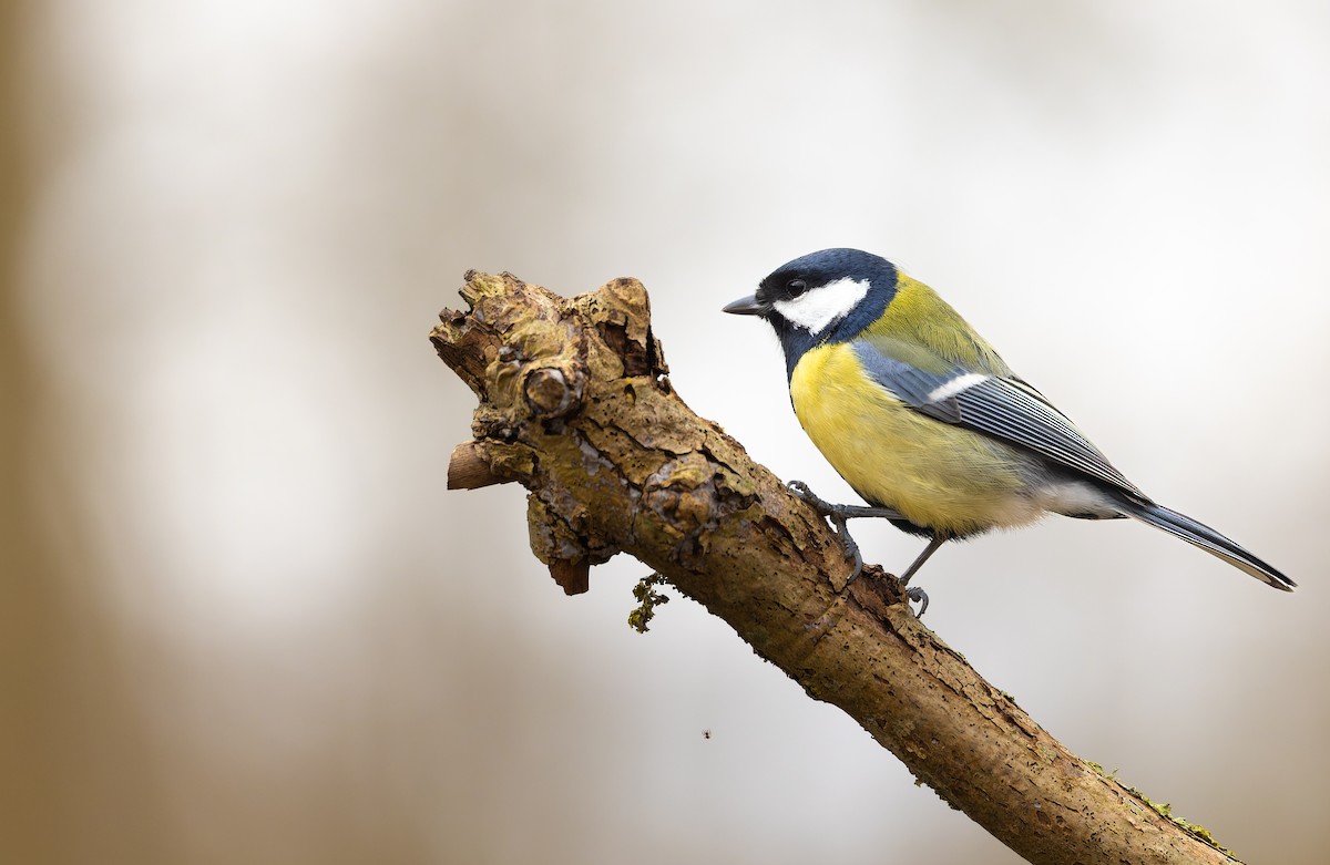 Great Tit - ML631497629