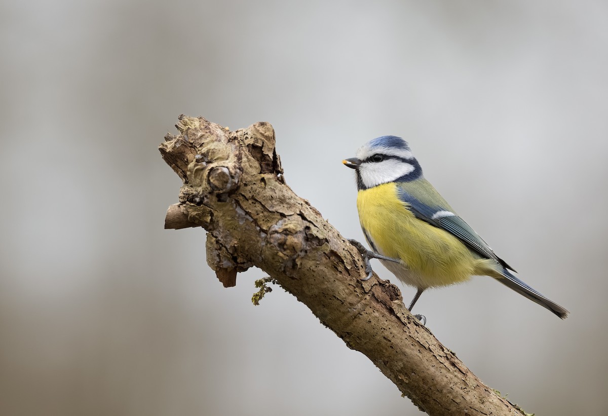 Eurasian Blue Tit - ML631497637