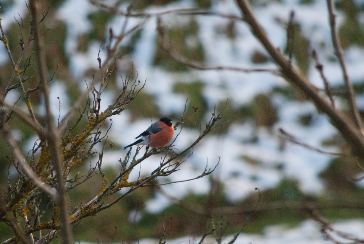 Eurasian Bullfinch - ML631497689