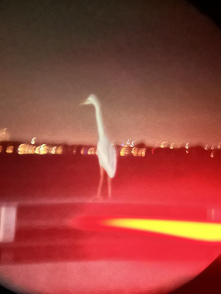 オオアオサギ（occidentalis） - ML631497722