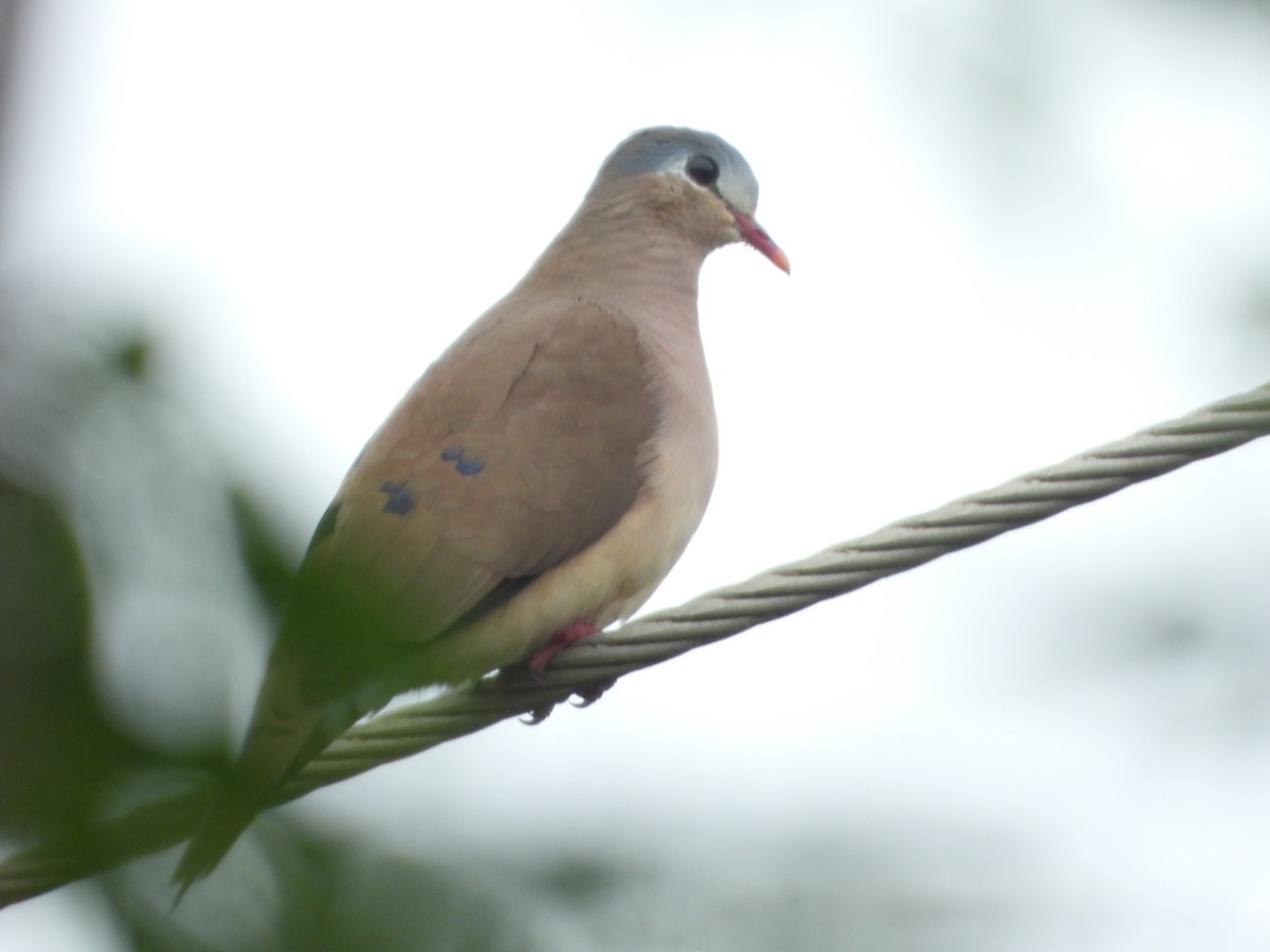 Blue-spotted Wood-Dove - ML631497857