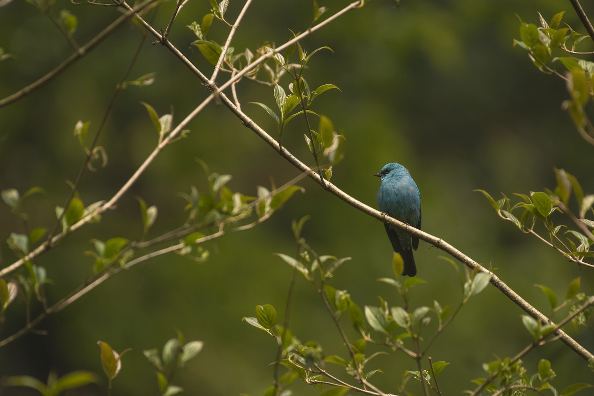 Verditer Flycatcher - ML631498134