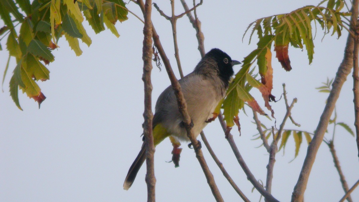 White-spectacled Bulbul - ML631498167