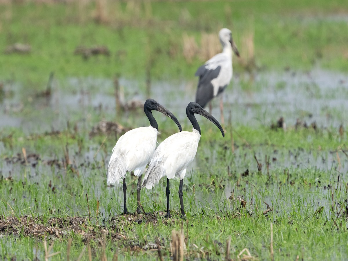 クロトキ - ML631498169