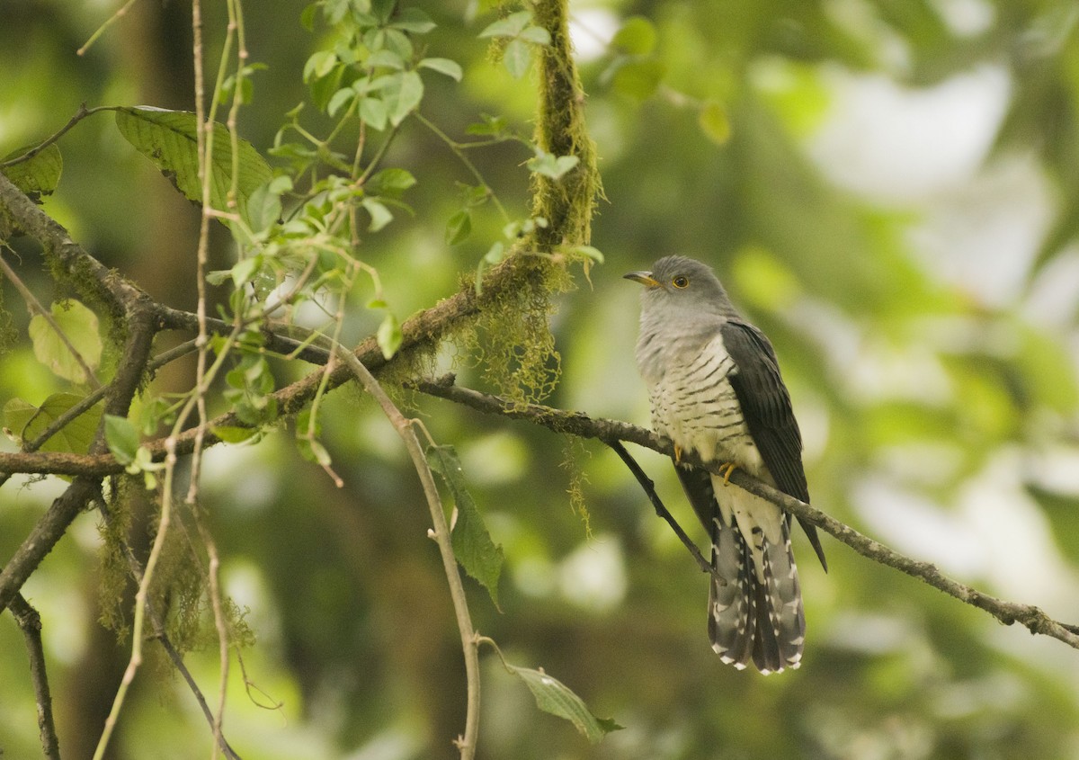 Large Hawk-Cuckoo - ML631498204