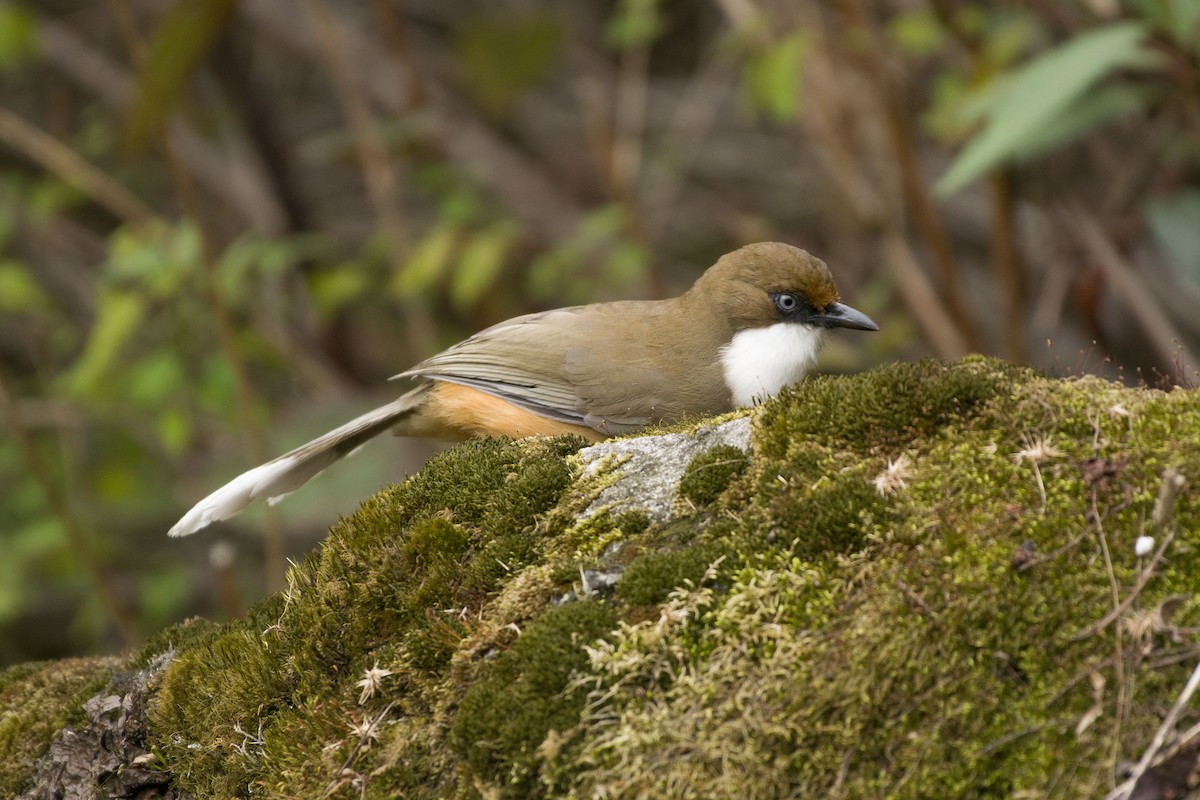White-throated Laughingthrush - ML631498275