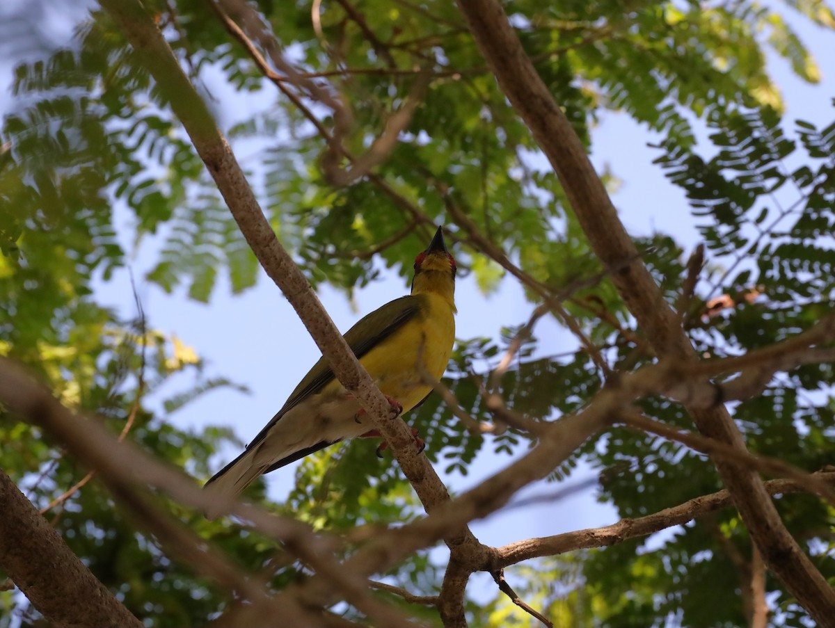 Australasian Figbird (flaviventris Group) - ML631498521