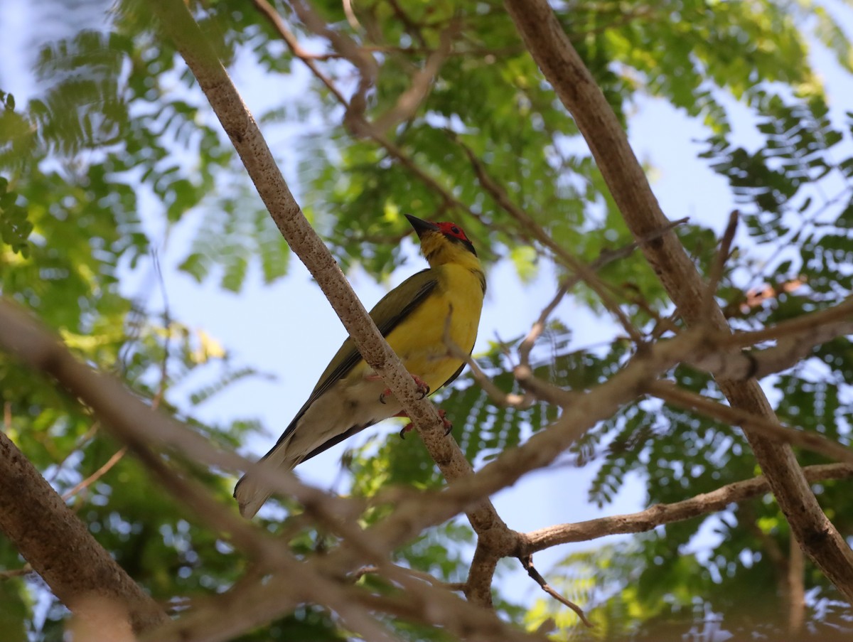Australasian Figbird (flaviventris Group) - ML631498522