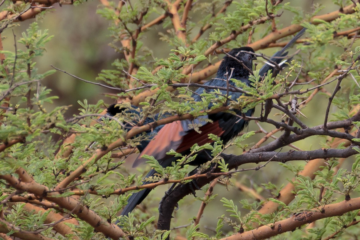 Bristle-crowned Starling - ML631498531