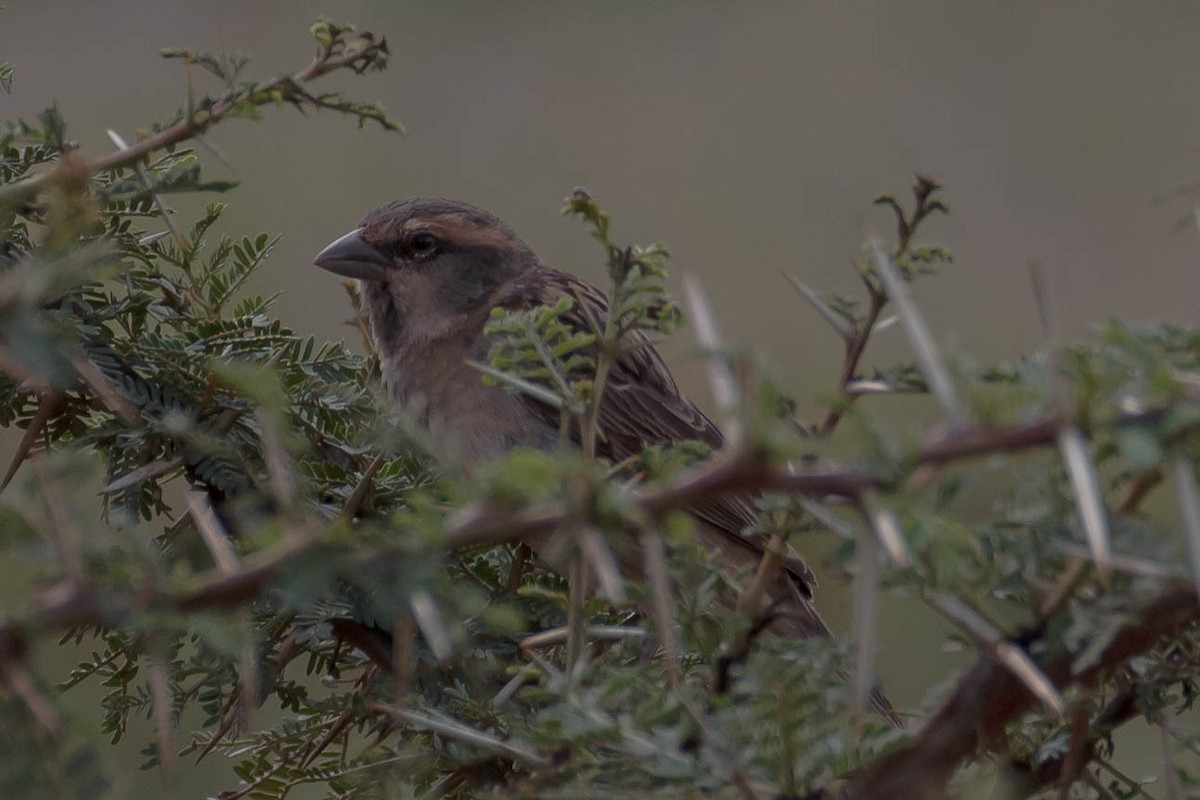 Shelley's Rufous Sparrow - ML631498536