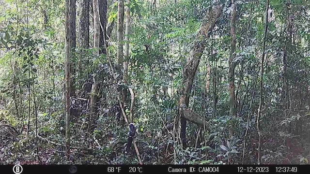 Eastern Long-tailed Hornbill - ML631498709