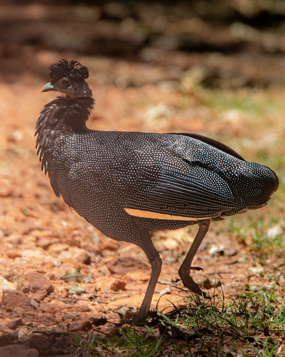 Western Crested Guineafowl - ML631498879