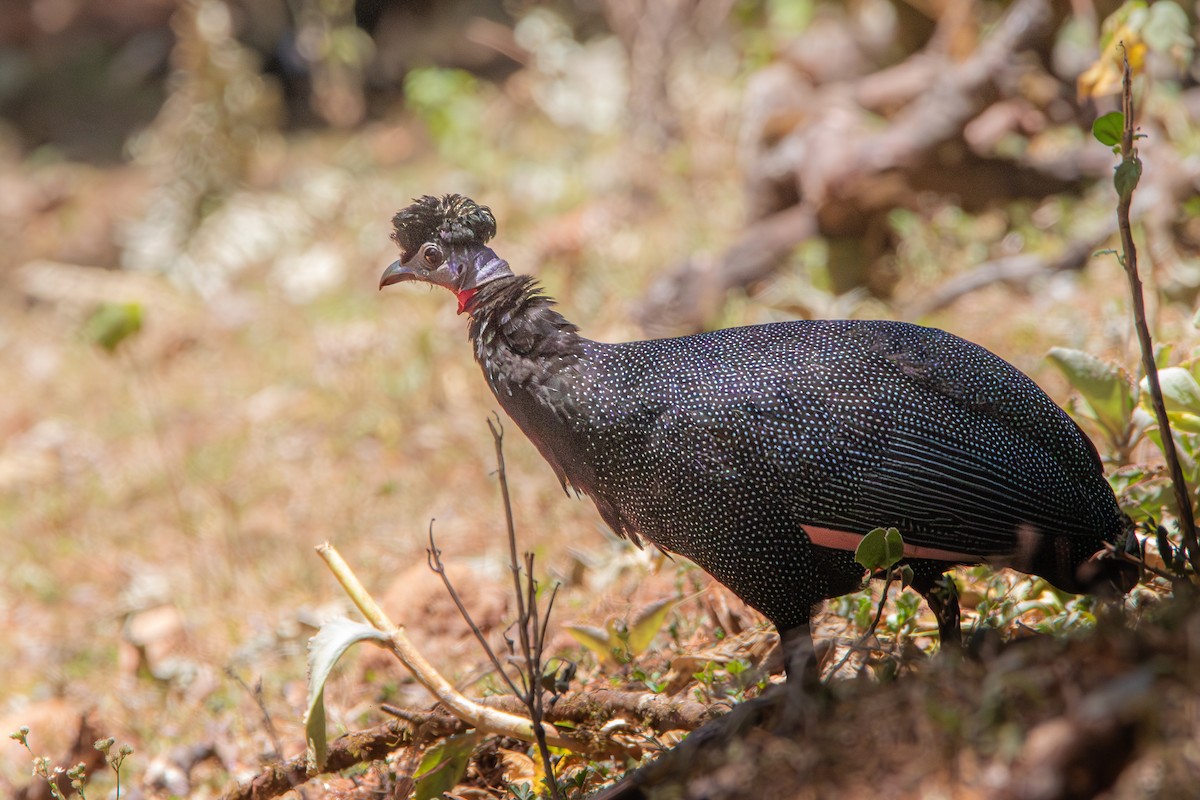 Western Crested Guineafowl - ML631498880