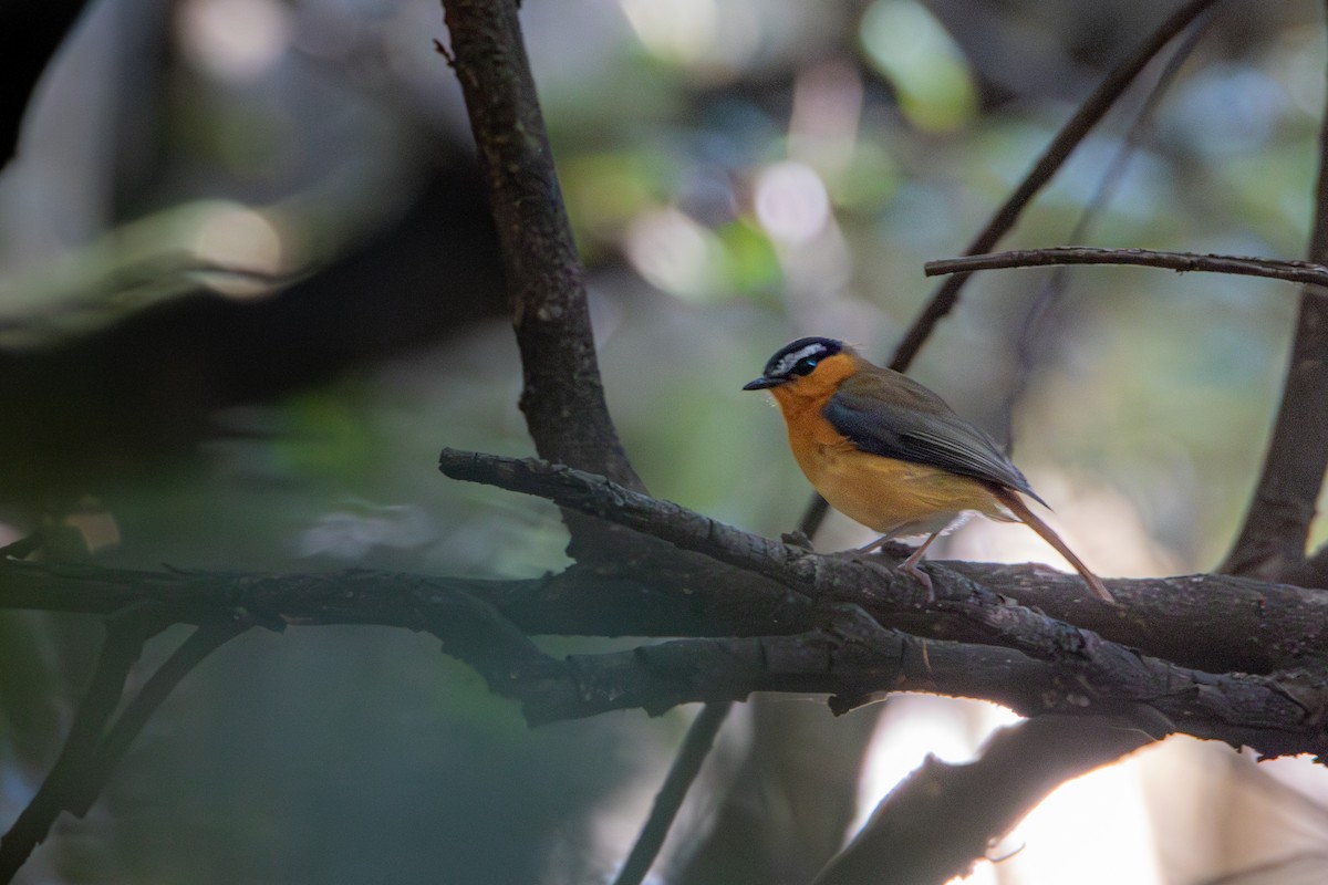 Gray-winged Robin-Chat - ML631498983