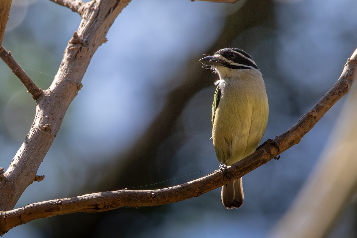 Yellow-rumped Tinkerbird - ML631498988