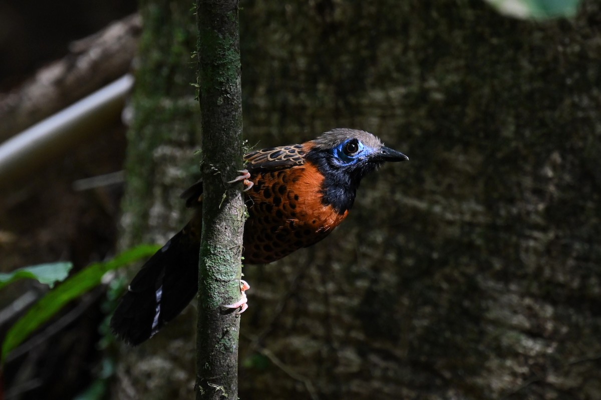 Ocellated Antbird - ML631499014