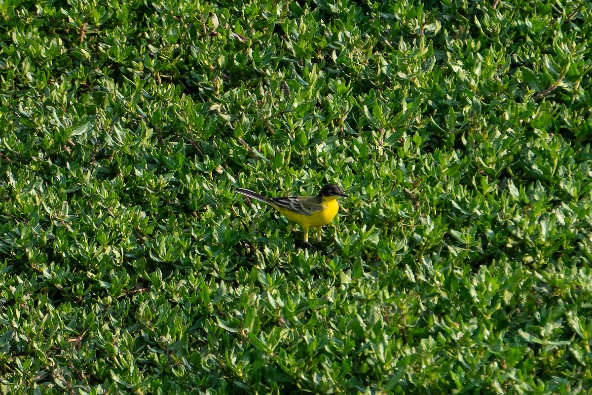 Жёлтая трясогузка - ML631499018