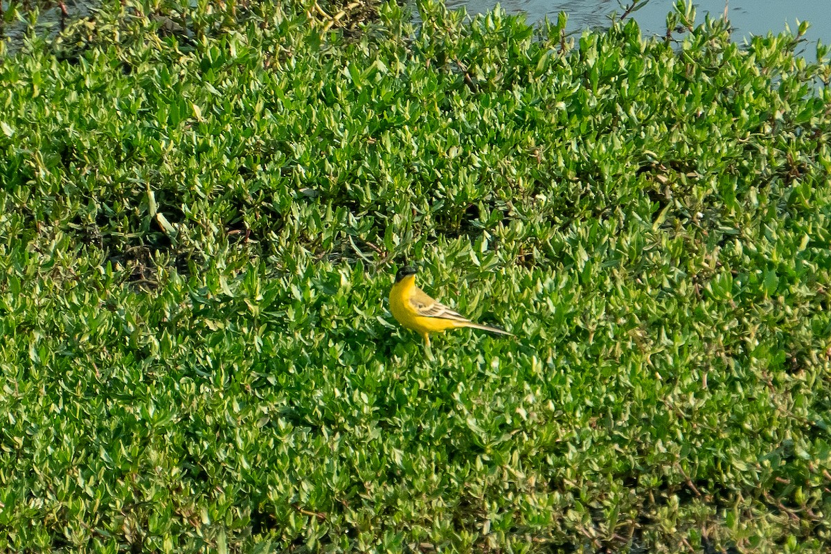 Жёлтая трясогузка - ML631499021