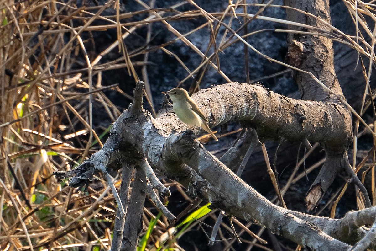 Южная дроздовидная камышевка - ML631499039