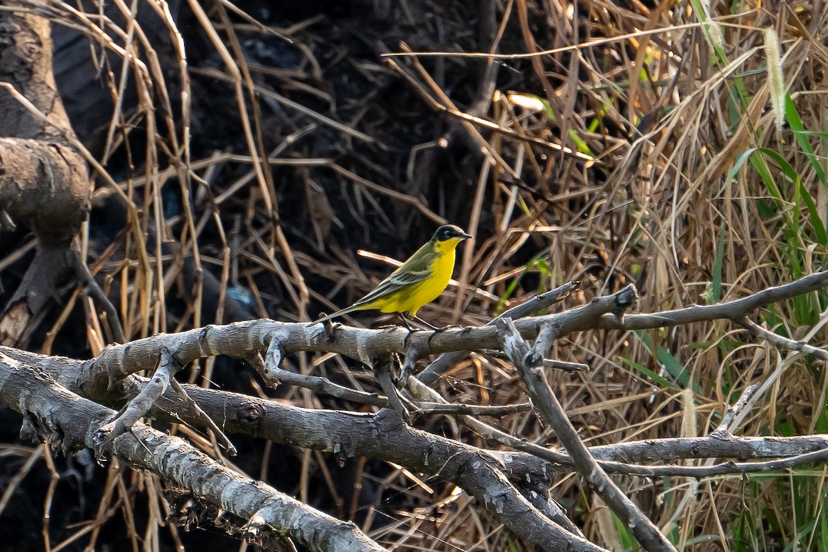 Жёлтая трясогузка - ML631499047