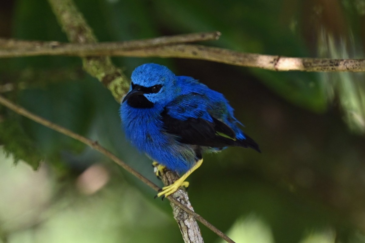 Shining Honeycreeper - ML631499055