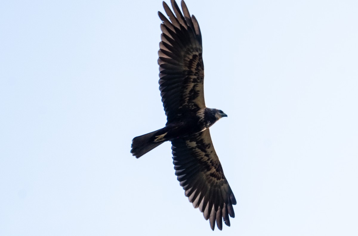 Болотный лунь - ML631499071