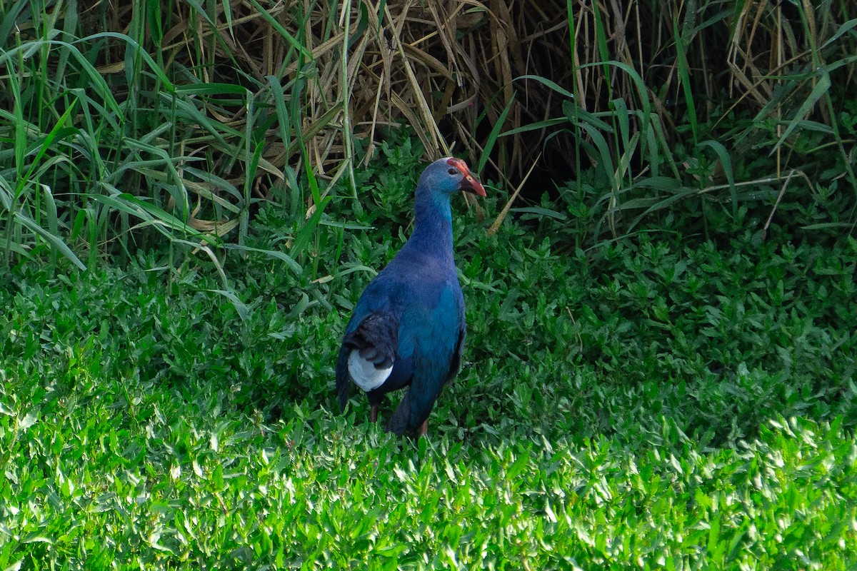 Сероголовая султанка - ML631499107