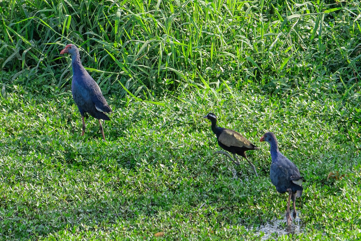 Сероголовая султанка - ML631499108