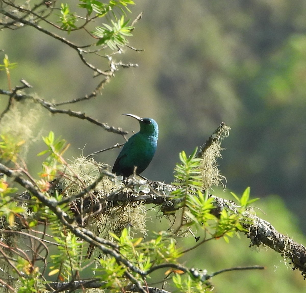 Malachite Sunbird - ML631499124