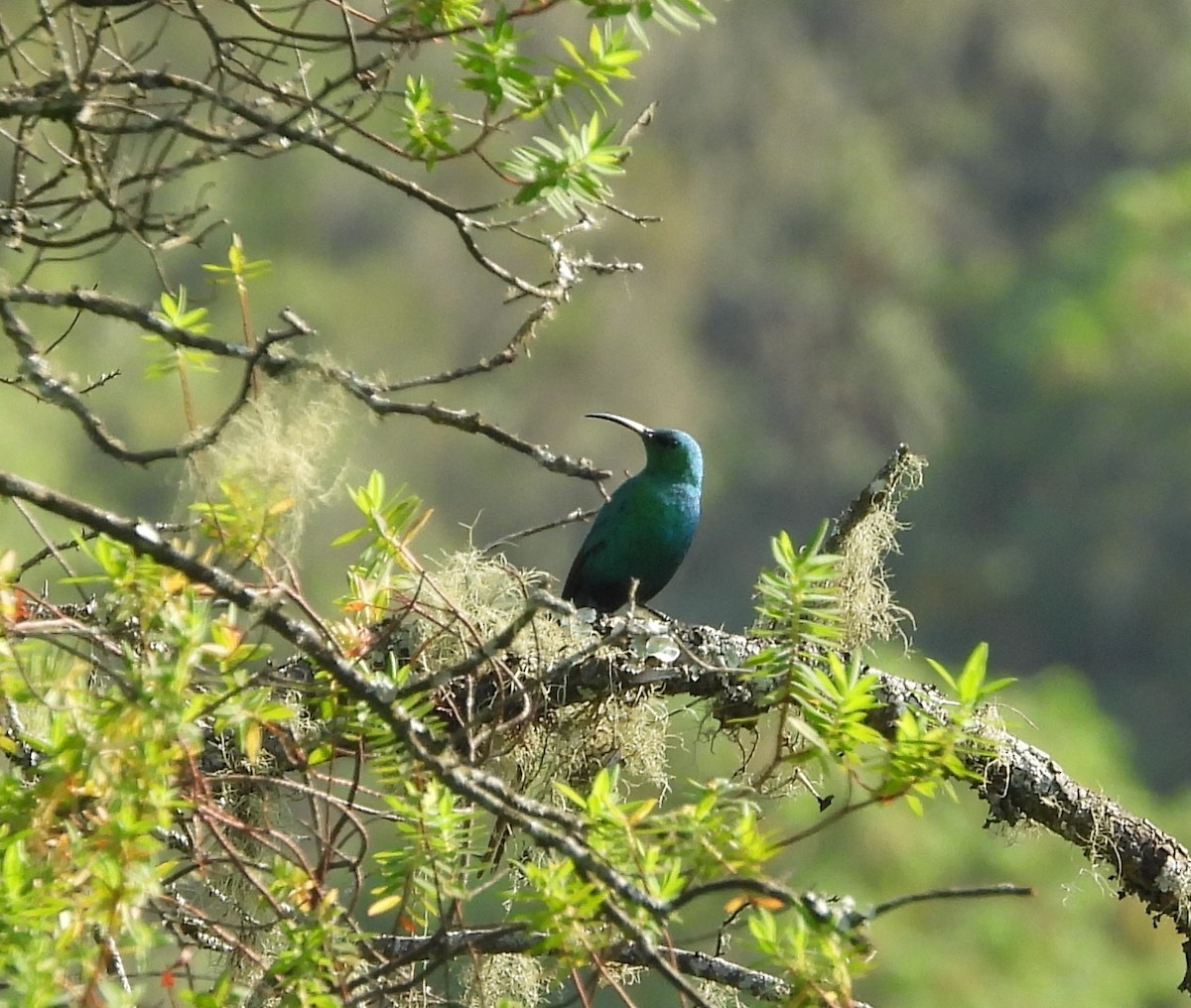 Malachite Sunbird - ML631499126