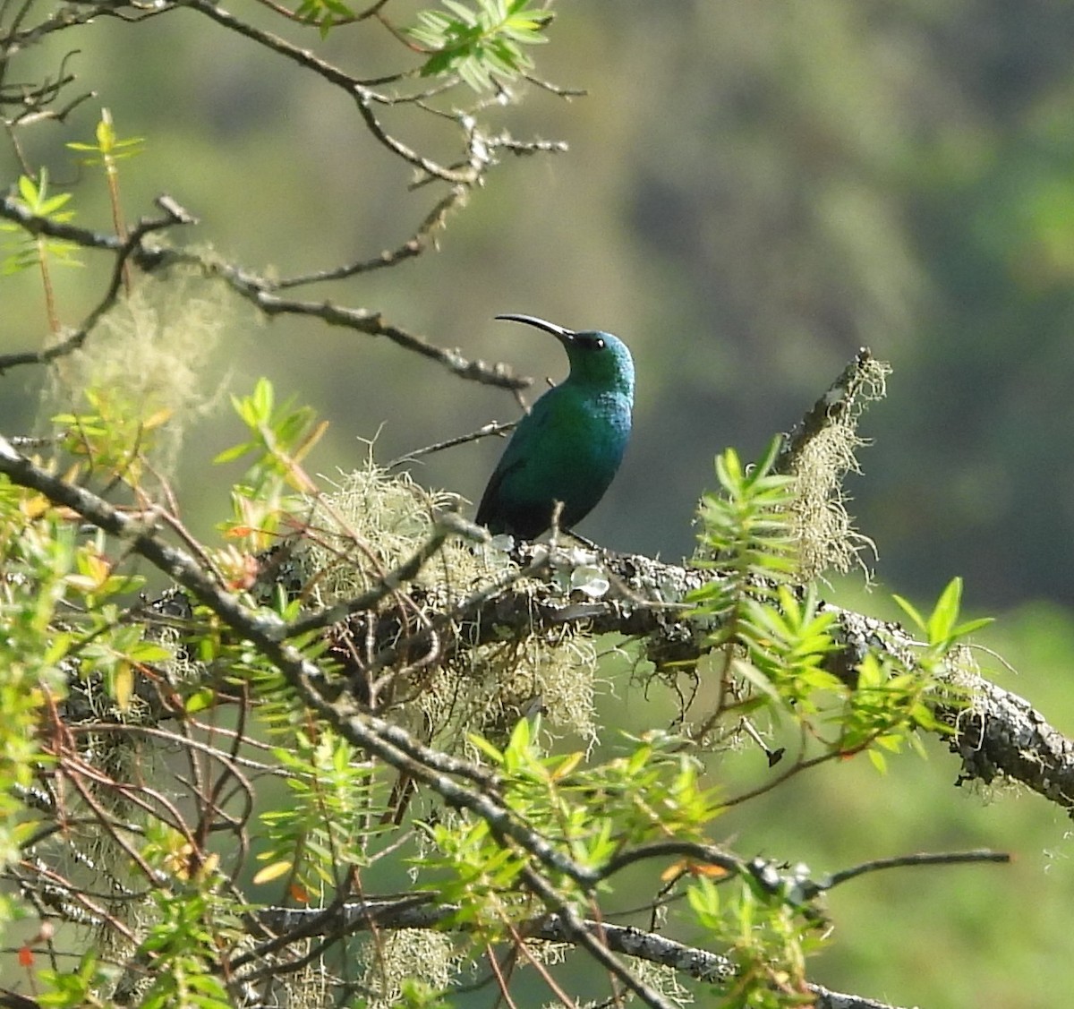 Malachite Sunbird - ML631499127
