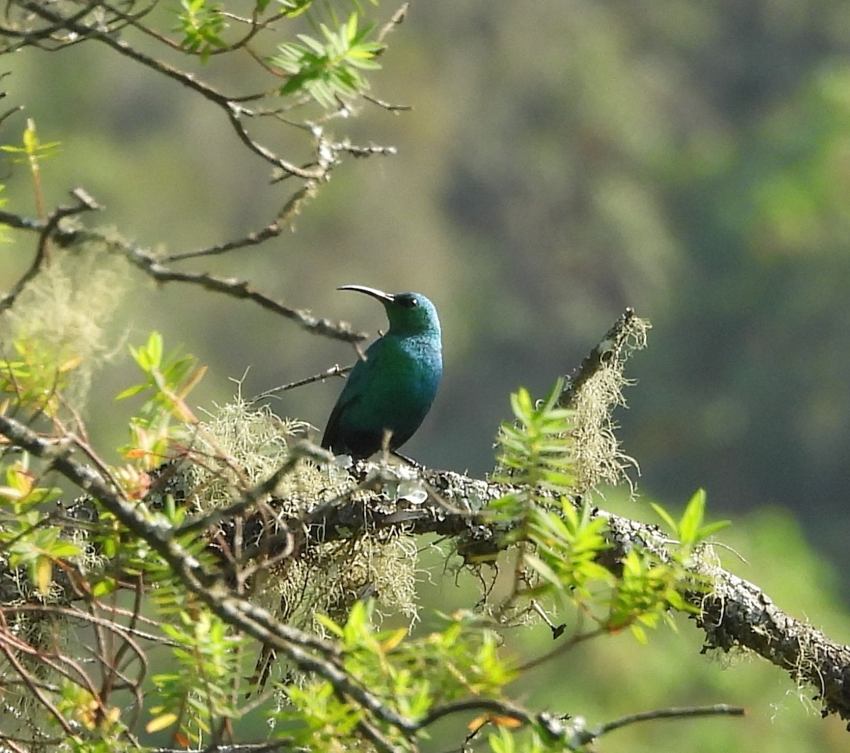 Malachite Sunbird - ML631499128