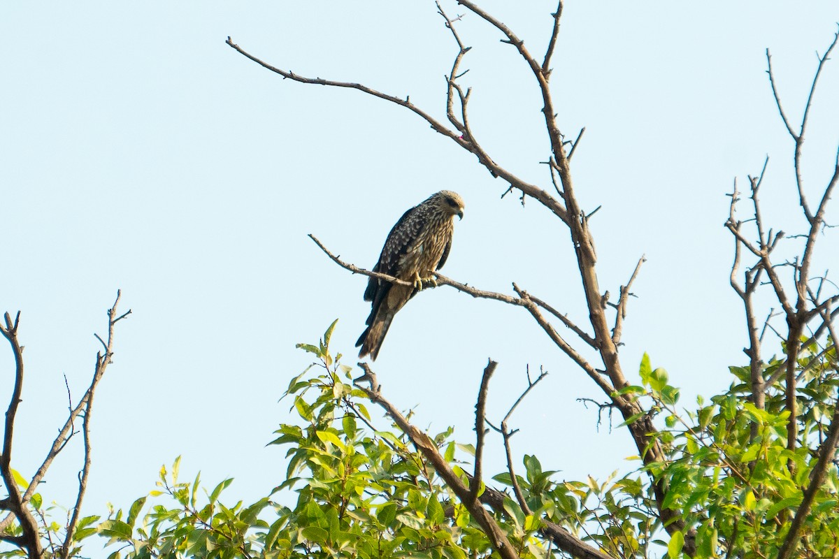 Чёрный коршун - ML631499130