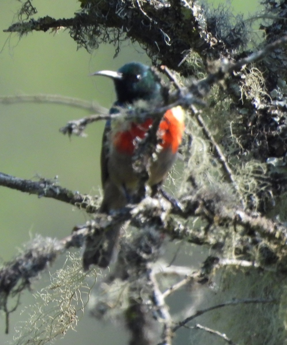 Stuhlmann's Sunbird - ML631499147
