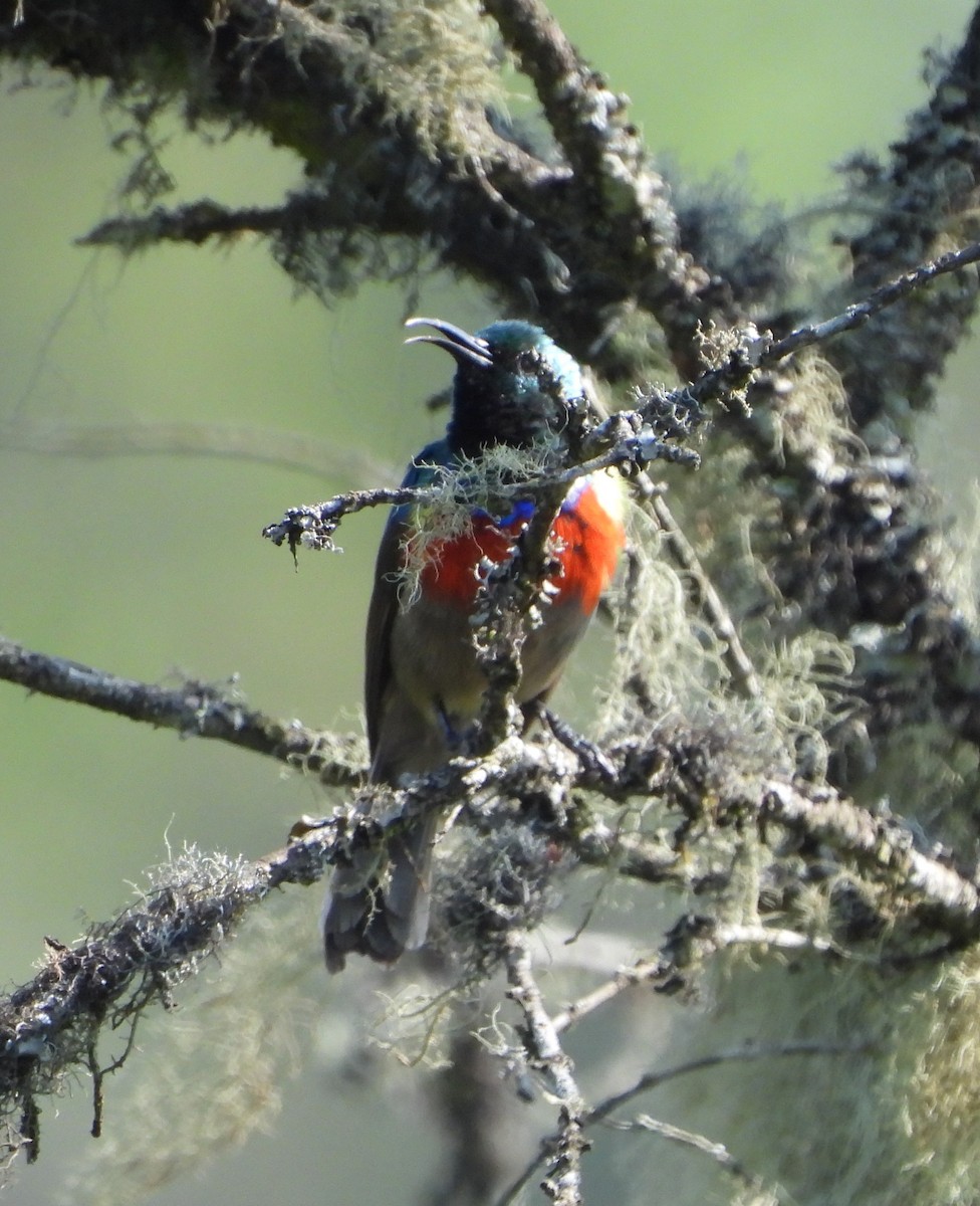Stuhlmann's Sunbird - ML631499150