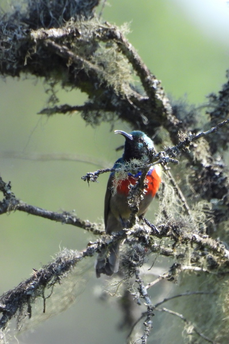 Stuhlmann's Sunbird - ML631499152