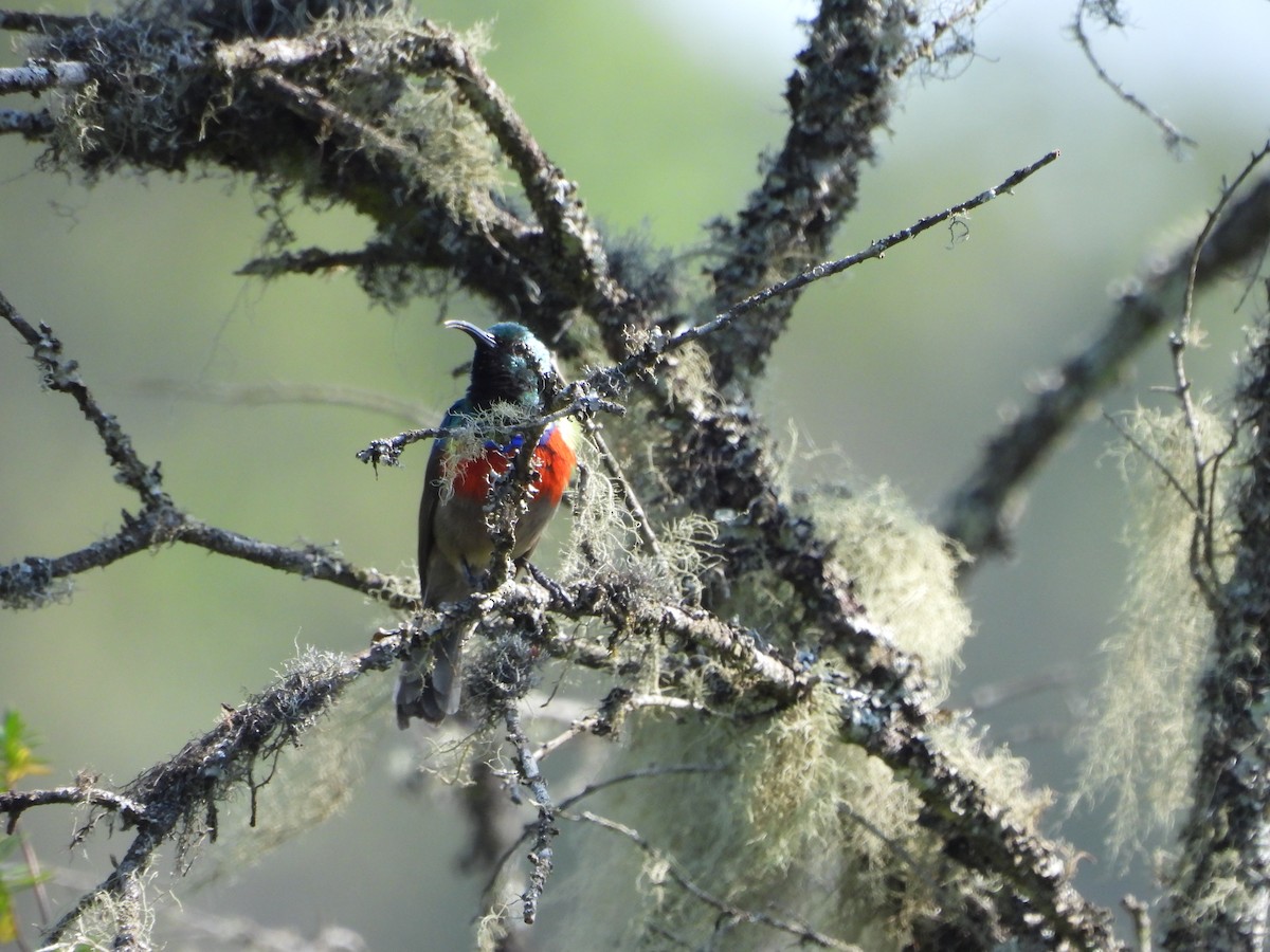 Stuhlmann's Sunbird - ML631499153