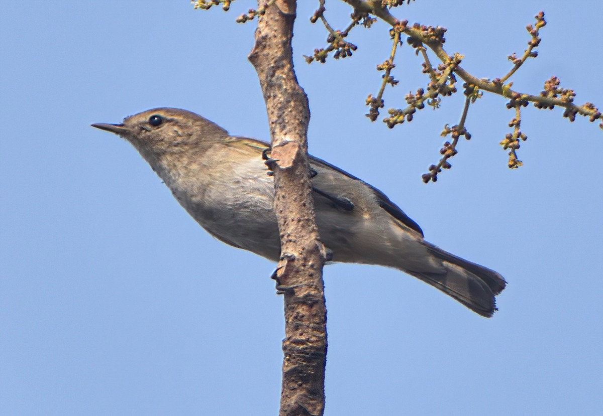 Common Chiffchaff - ML631499182