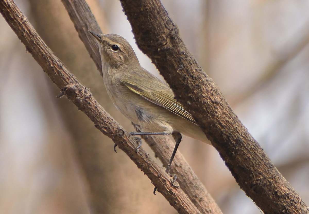 Common Chiffchaff - ML631499183