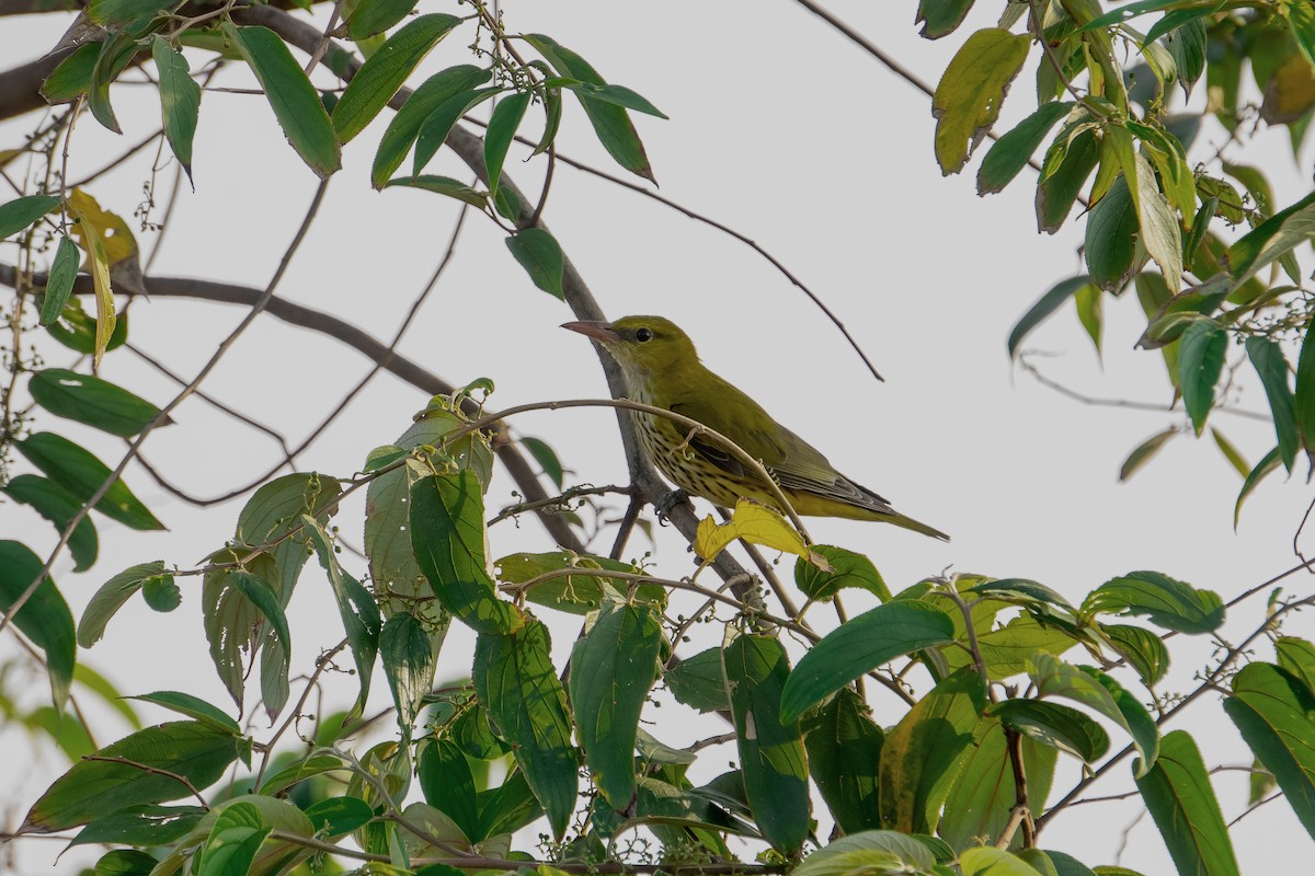 Индийская иволга - ML631499185