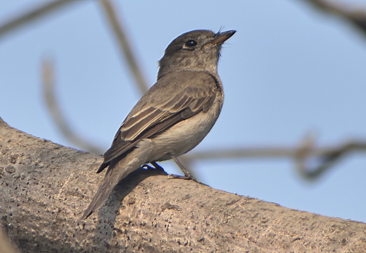 Asian Brown Flycatcher - ML631499193